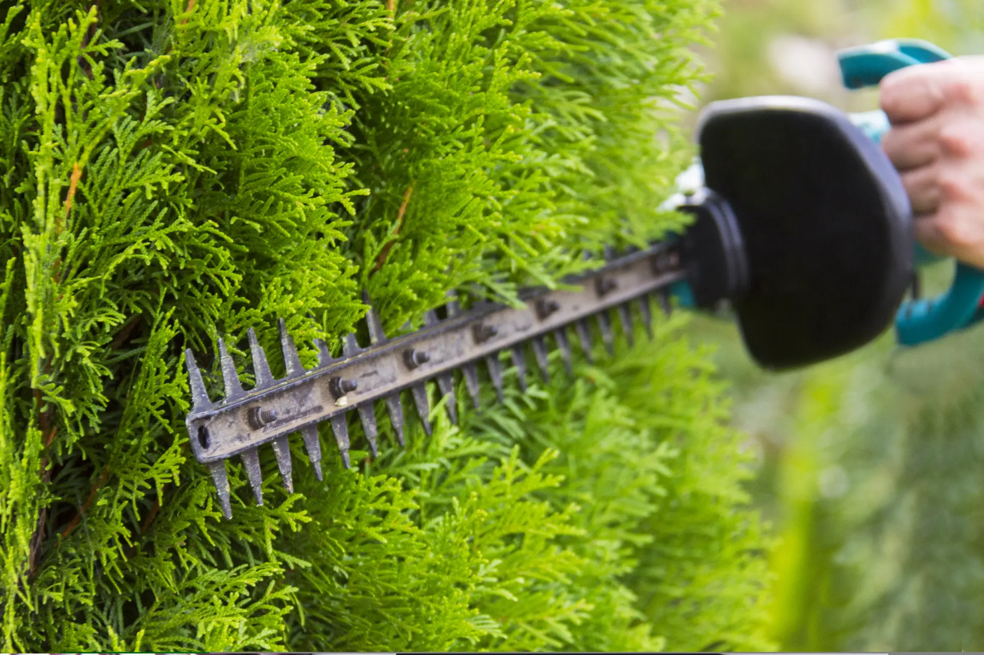 Local Tree Service