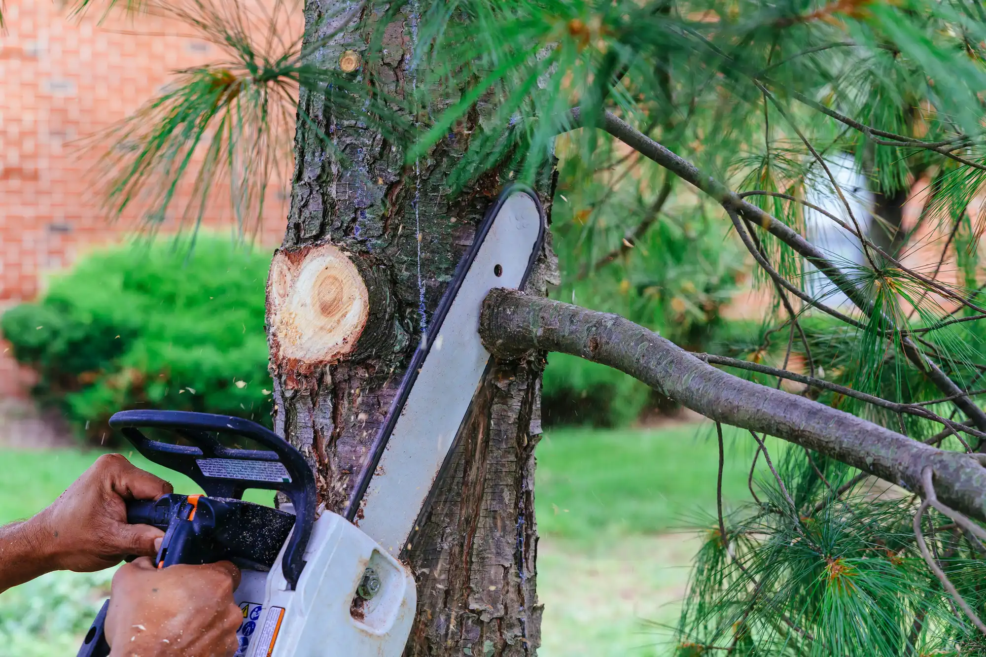 Local Tree Service